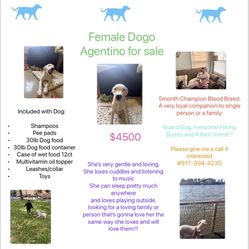 Dogo Argentino 