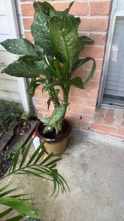 Plant