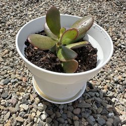 Jade Plant