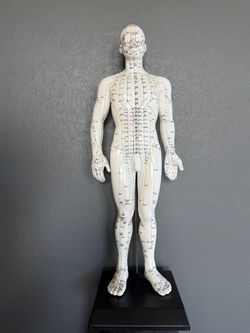 Male 20” Acupuncture Model – Chinese & English Points (Excellent / Like New Condition)