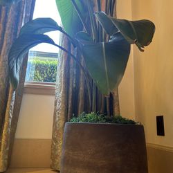 Thriving Bird of Paradise Indoor Plant & Pot 