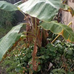 Banana Plant