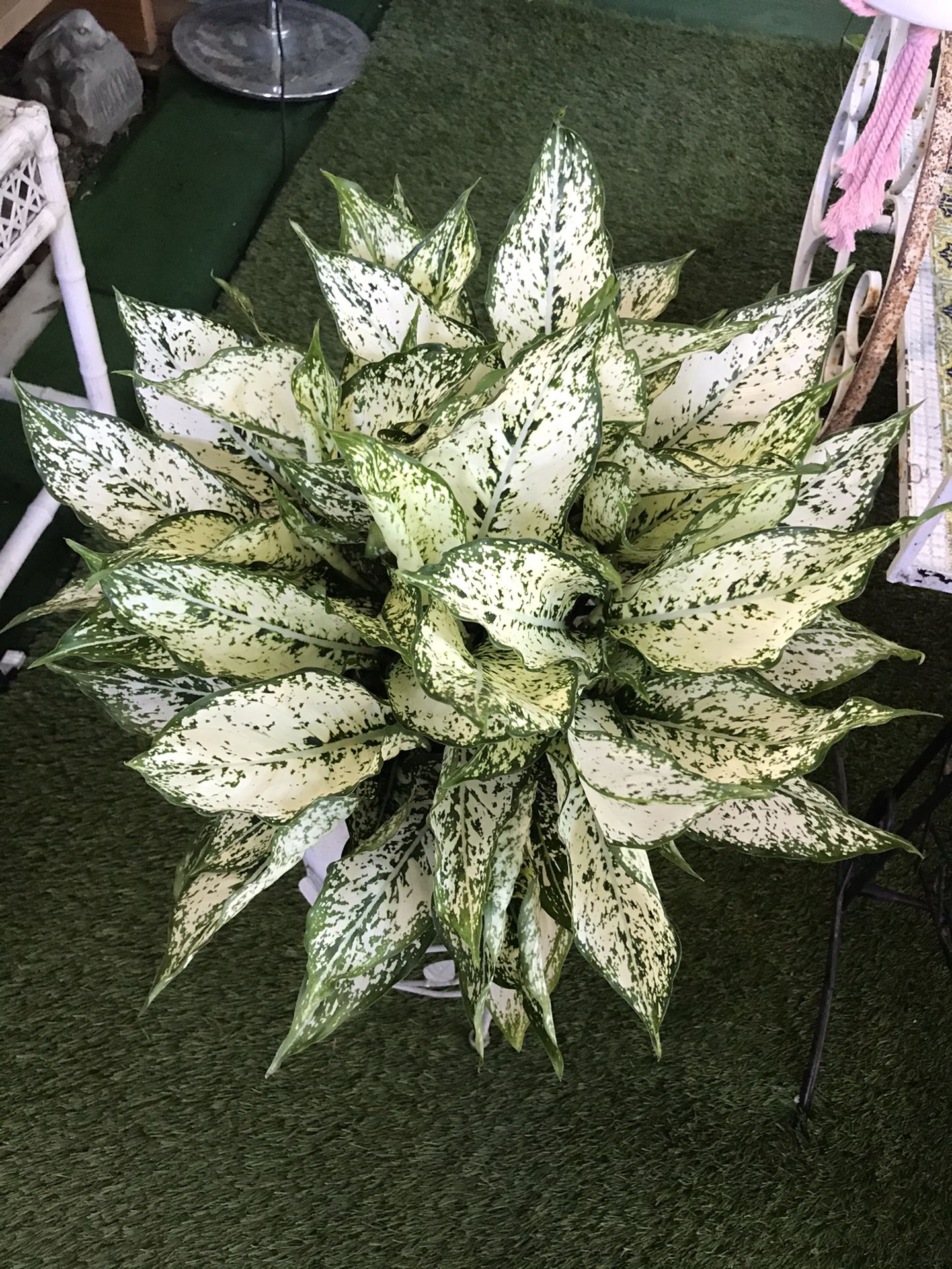 Plants (8”pot First Diamond Plant $35)