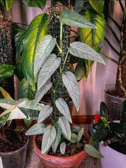 Lush Trailing Rare Cebu Blue Pothos Money plant/ indoor plant/ house plant/ flower patio garden