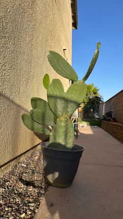 Nopal