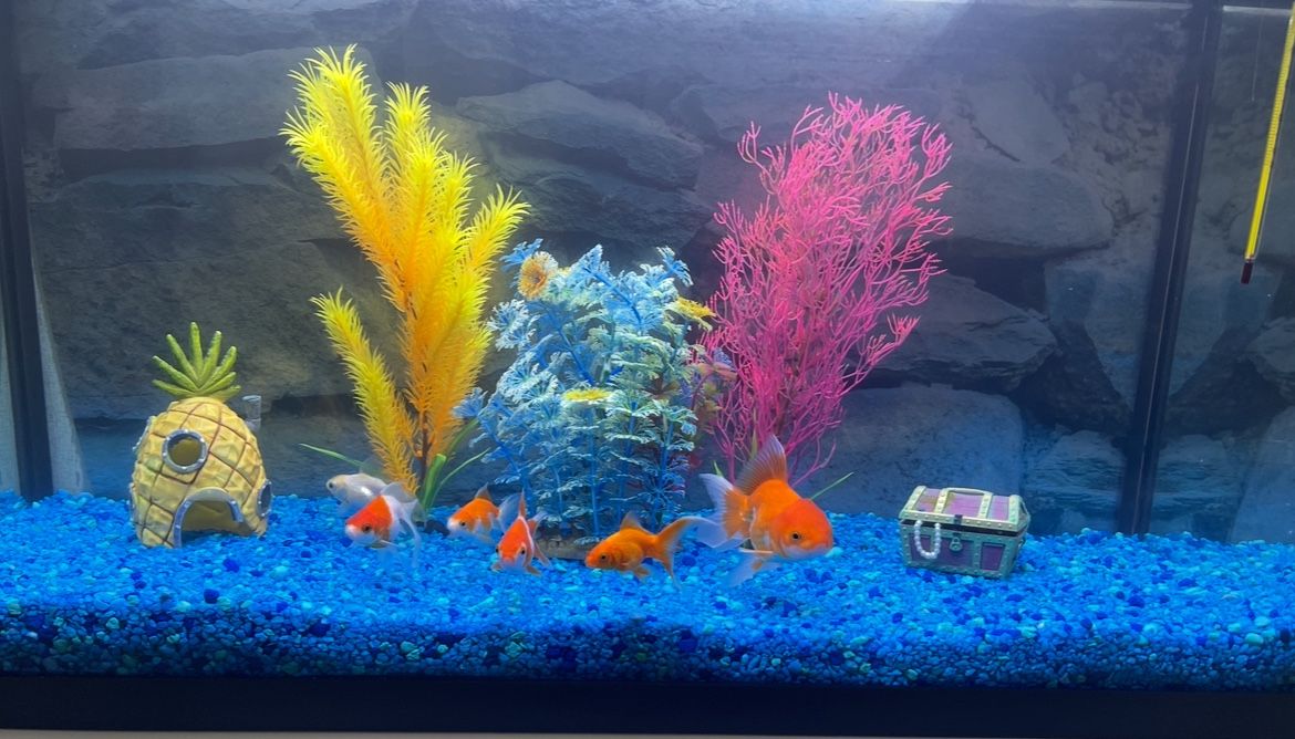 25 Gallon Fish Tank For Sale