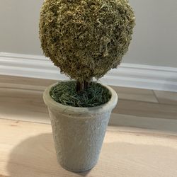 Moss Topiary In Pot 