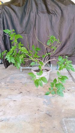 Esperanza plant