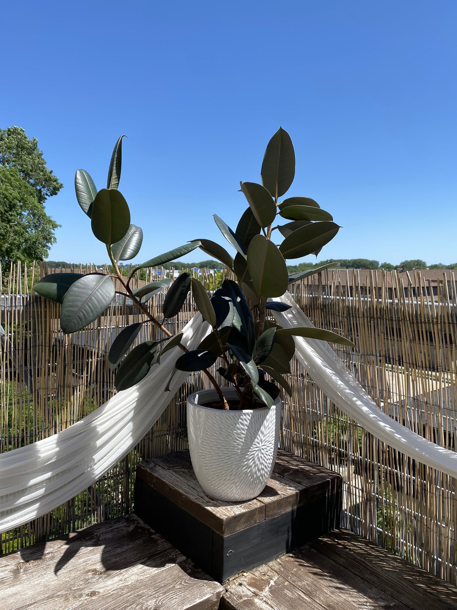 Burgundy Rubber Plant