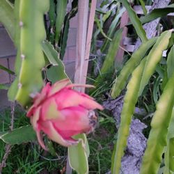 Dragon Fruit Trellis