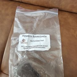 Cariniana Pods Perfect For Your Aquariums