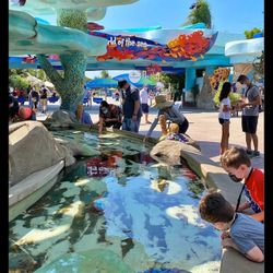 SEA WORLD $200 X 4 TICKETS 🎫 🎟️🎫🎟️🎫🎟️🎫🎟️🎫🎟️🎫🎟️🎟️