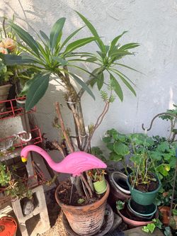 Cleaning garden , a lot Succulents garden 🪴 🪴 for sale. Buy one get one free( same prices). From $2 UP. Set up for AP. 🌱♥️.