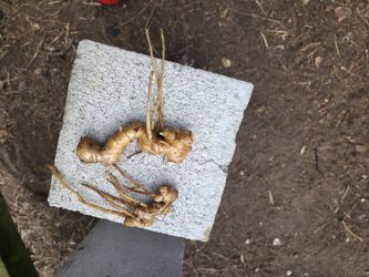 Ginger Root
