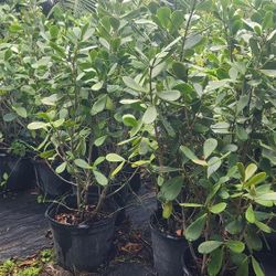 Beautiful Clusias Plants For Inmediate Privacy!!! 4 Feet Tall!!! 