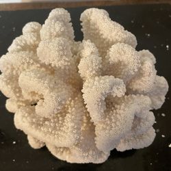 5” Real Coral White Tree