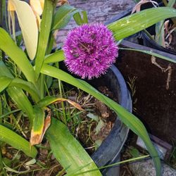 Allium. Plants..white or purple