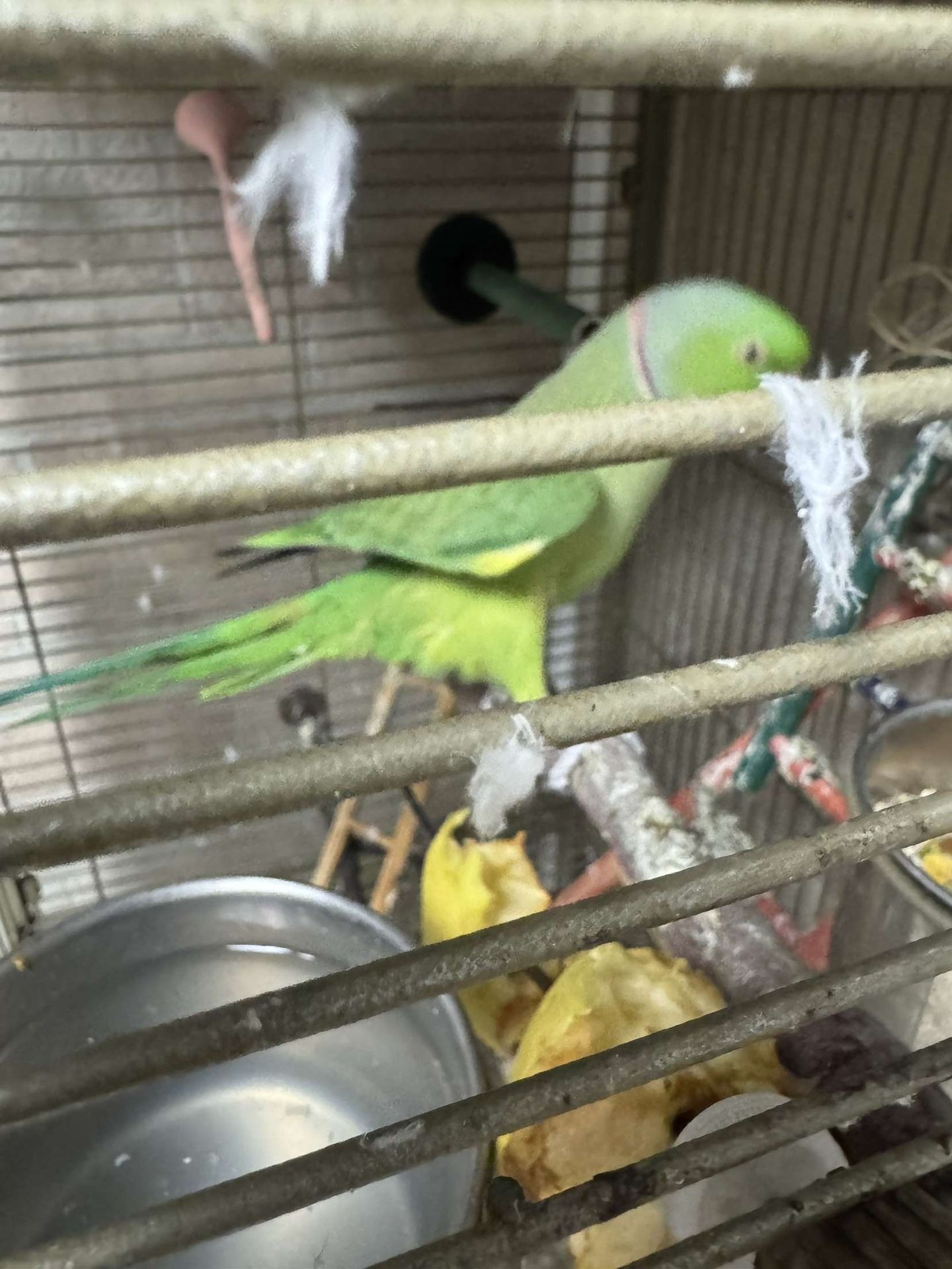 Bird Cage with Accessories