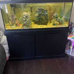 Acuariun 75” 