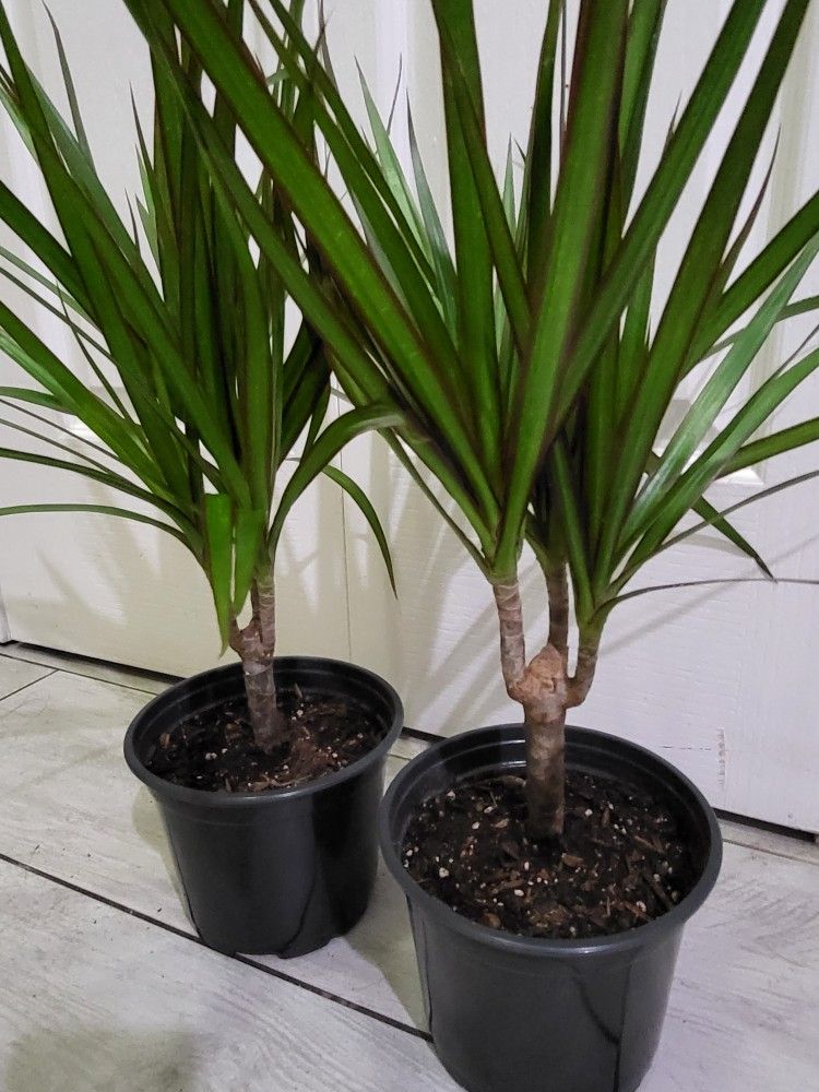🌿Healthy Live Air Purifying Houseplant Dracaena 20"Tall In Pot 5" ~ Easy To Grow ~ $13/Ea