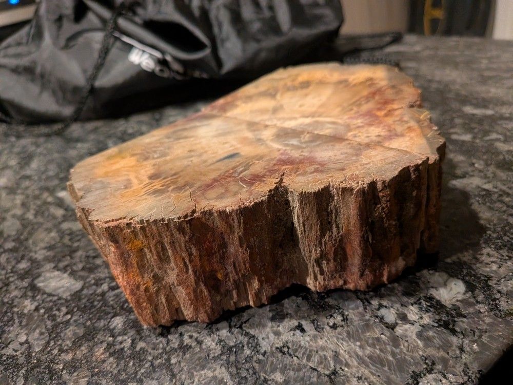Petrified wood

