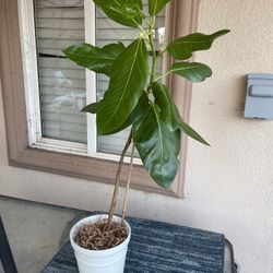 Plant For Room In Ceramic Pot Price Firm $20