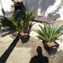 Sego Palms I Have 4 Of Them