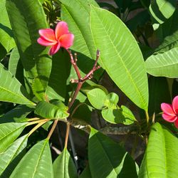 plumerias , Heliconica’s