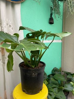 Monstera