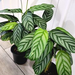 🌿Healthy Live Air Purifying Houseplant Beautiful Variegated Leaves Calathea Grey Star Plant 16" In Pot 5" ~ $15/ea