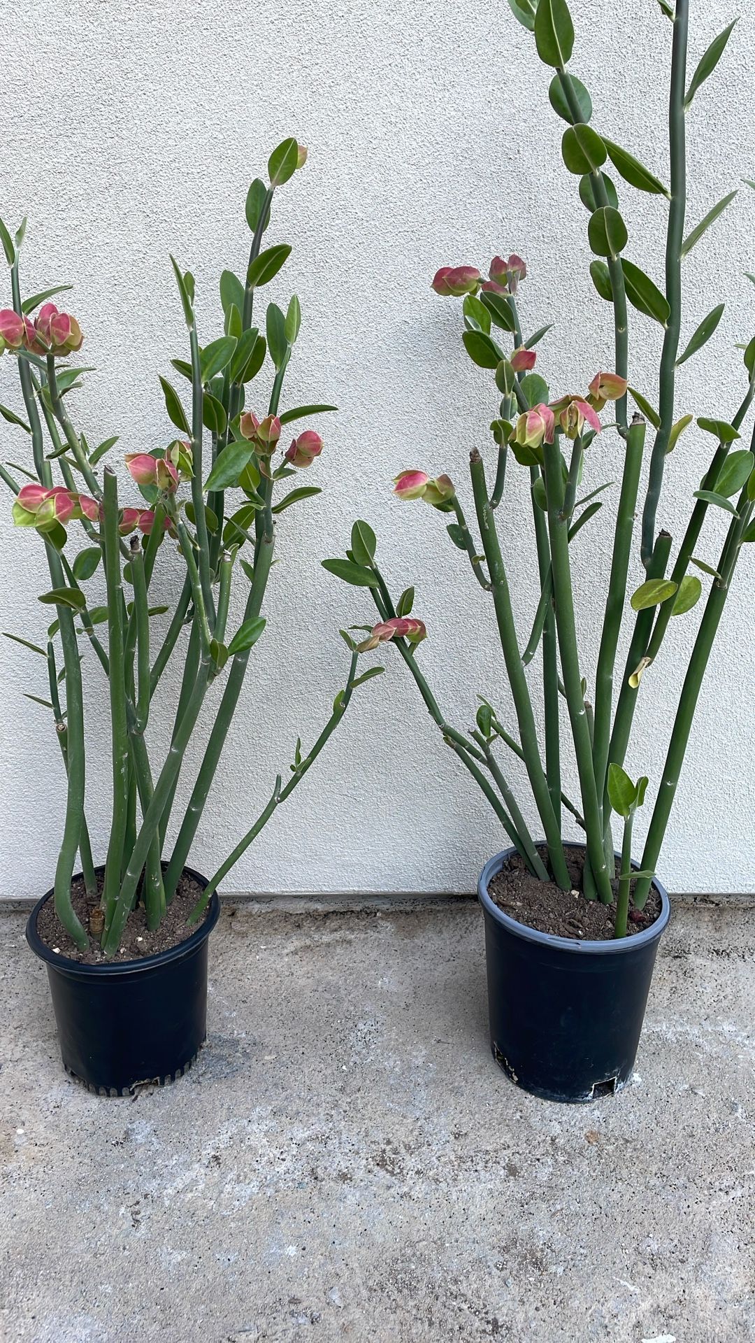 Pedilanthus Bracteatus Succulent.