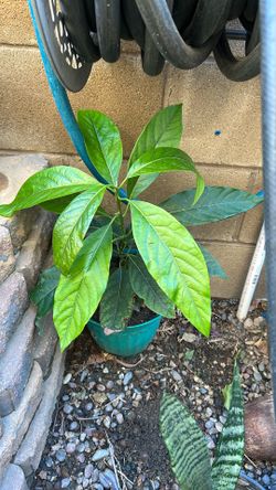 Avocado (Aguacate)