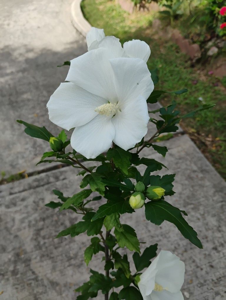 Althea Plant