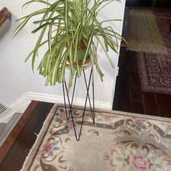 Nice Metal Plant Stand Black 