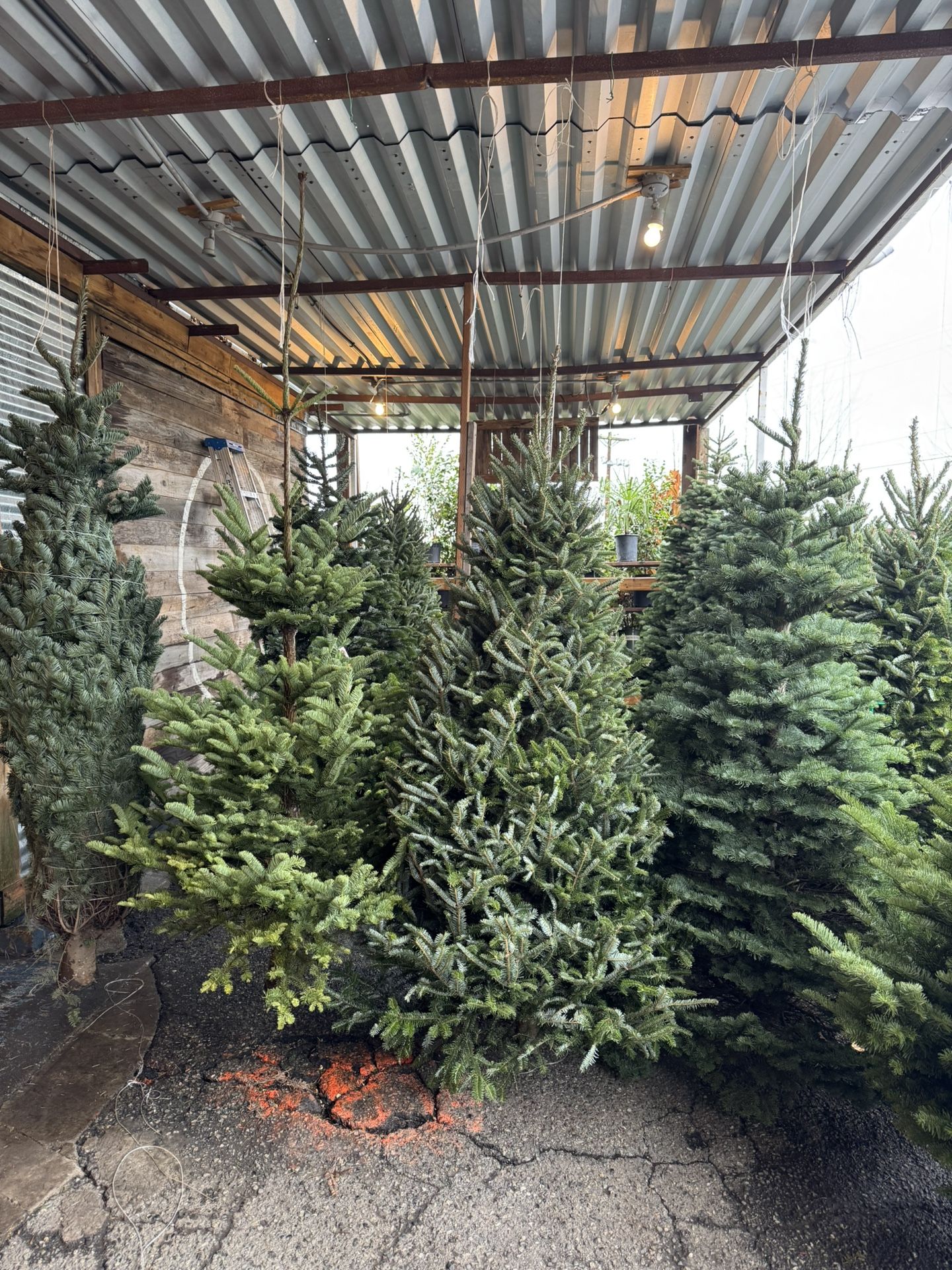 fresh Christmas Trees