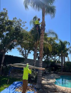 Cheap tree guys