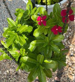 Madagascar periwinkle plant