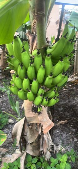 Fresh Green Banana Bunch