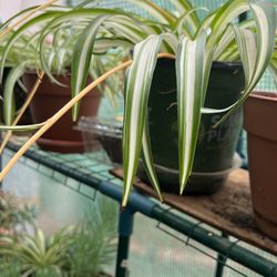Plantas