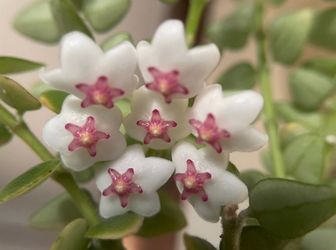 Hoya Chinghungensis | Live Plant