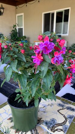 Plant