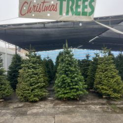 Árboles de Navidad naturales 706 East Florence avenida los Ángeles California 9001