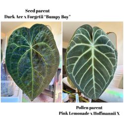 Anthurium (Dark Ace X Forgetii “Bumpy Boy”) X (pink Lemonade X Hoffmannii X) Plant Seedlings 