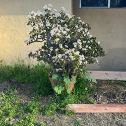 Flowering Jade In Pot
