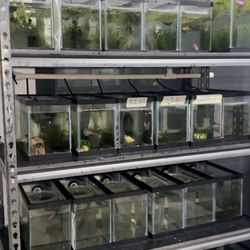 Betta Rack And Bettas 