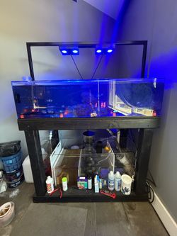 Reef tank frag tank Aquarium