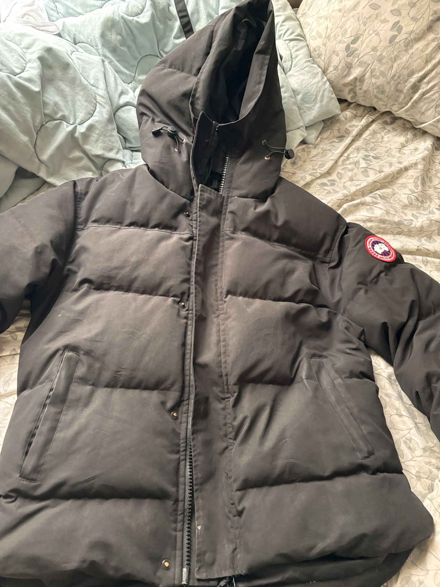 Black Canada Goose