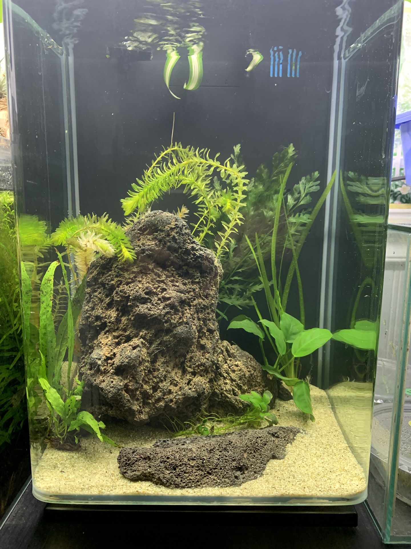 5 gallon all in one rimless tall glass aquarium fish tank 15x9x9