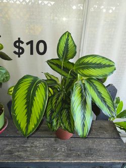 Calathea
