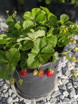 Mature Organic Home Grown Strawberries 